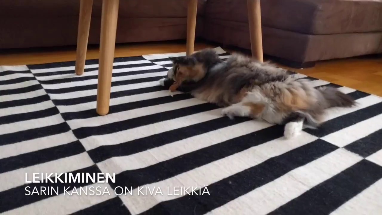 Norjalainen metsäkissa Myy - My Day