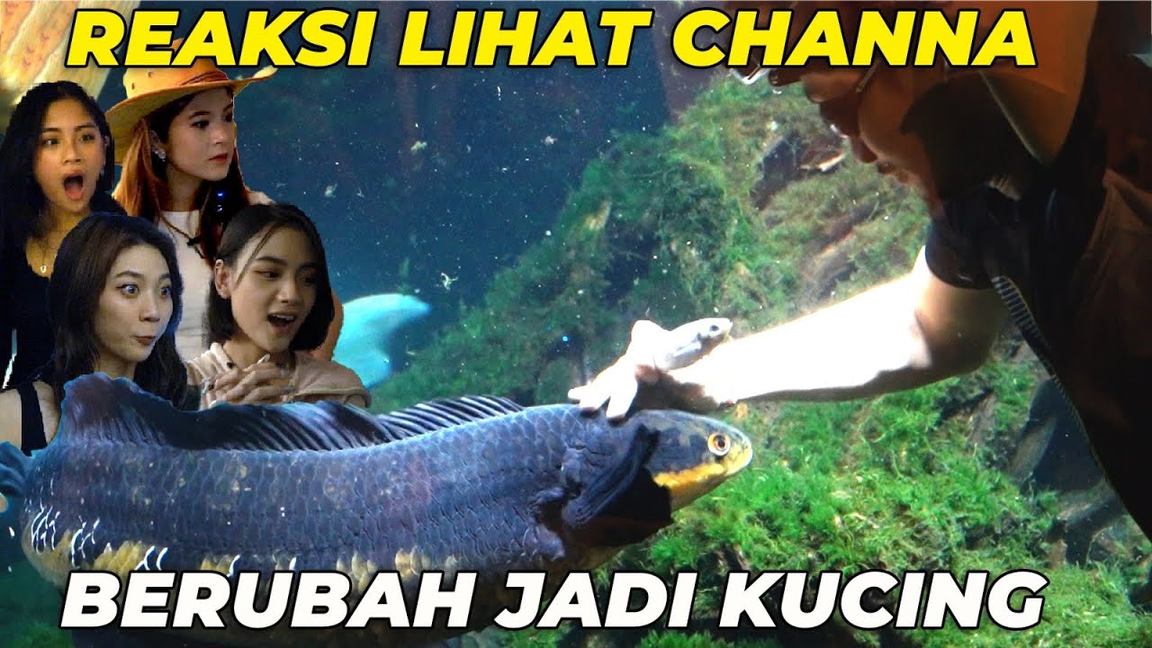 STARBE SPEECHLESS LIAT LANGSUNG SUPER MEGATANK