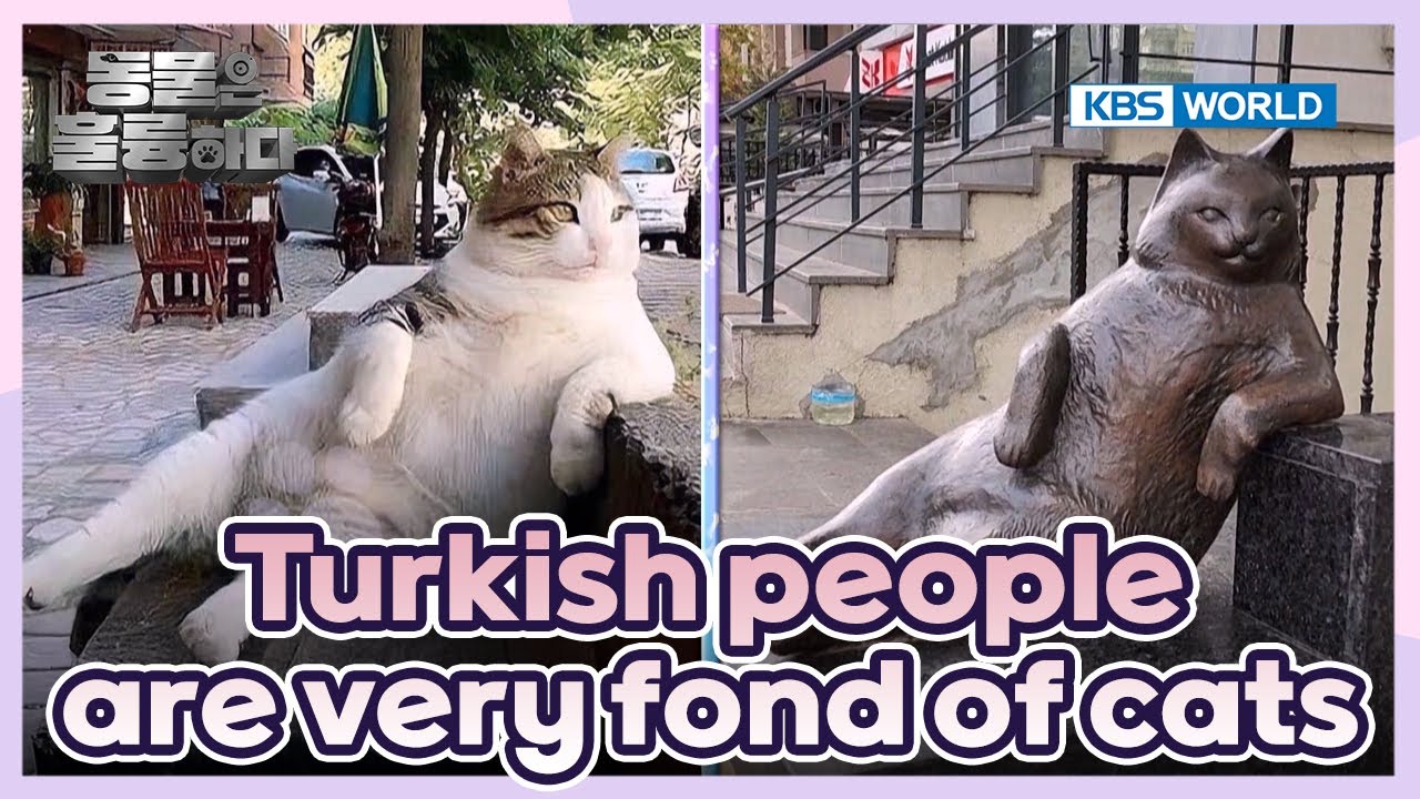 A famous cat, Tombili🐱 [Animals Are Incredible : EP.6-2] | KBS WORLD TV 250205