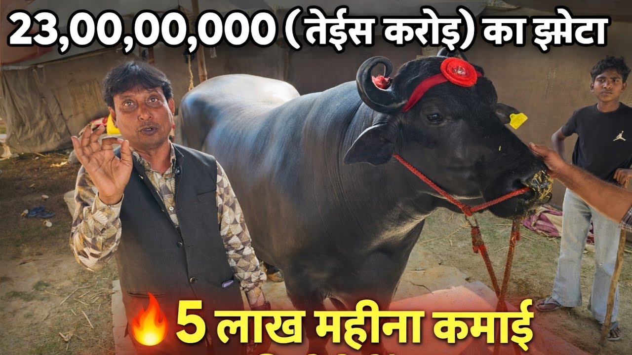 23,00,00,000 (तेईस करोड़) का झोटा 🔥5 लाख महीना कमाई | हनुमानगढ़ कृषि मेले में बड़ा खुलासा