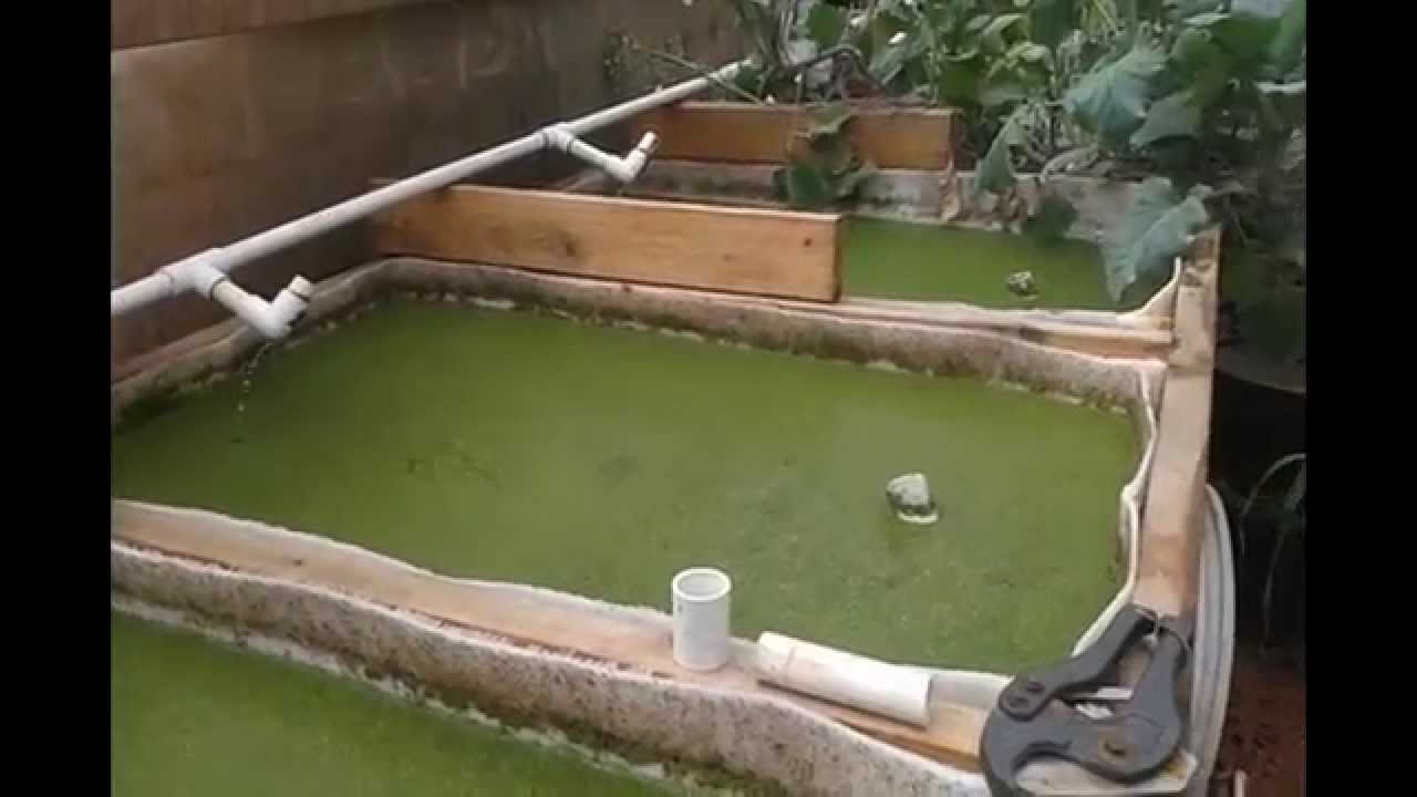 DIY Duckweed Grower