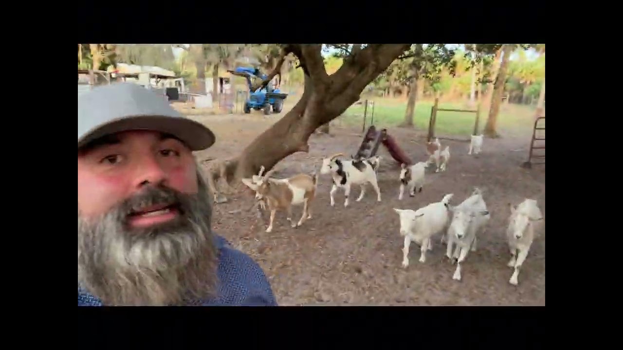 🐂 Zebu Bull vs. The Fence + Naples Cold Snap Prep! ❄️ Little Wonders Ranch 
