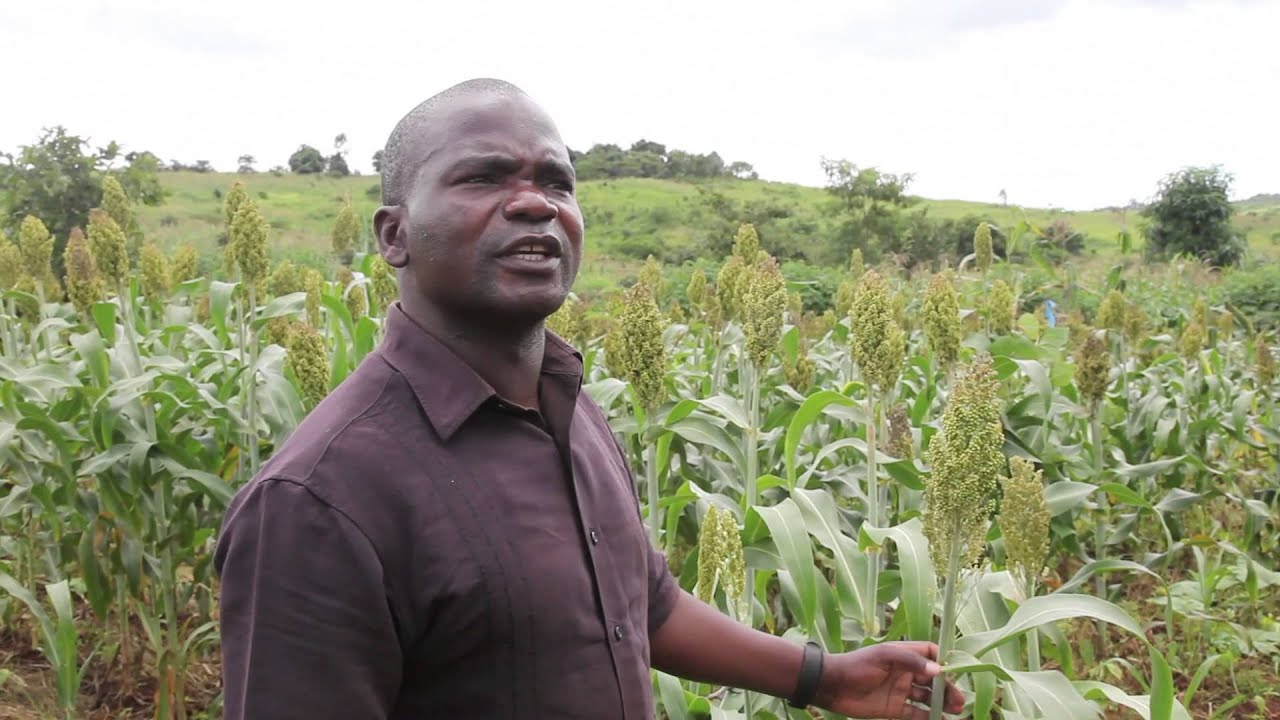 Bio-intensive farming with Sorghum. By Van Kornegay