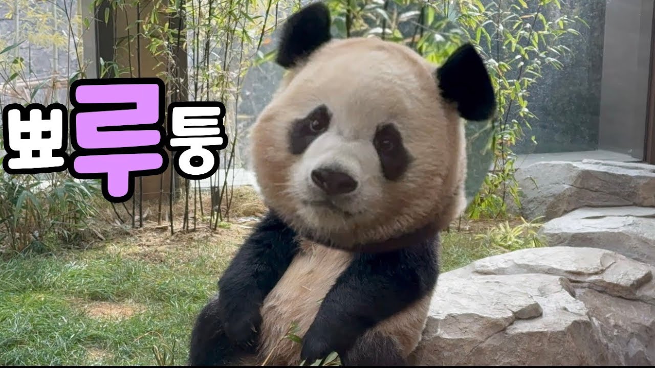 누가 우리 루이 억울하게 만들었어??ㅋㅋㅋㅋㅋ🤔🤣 