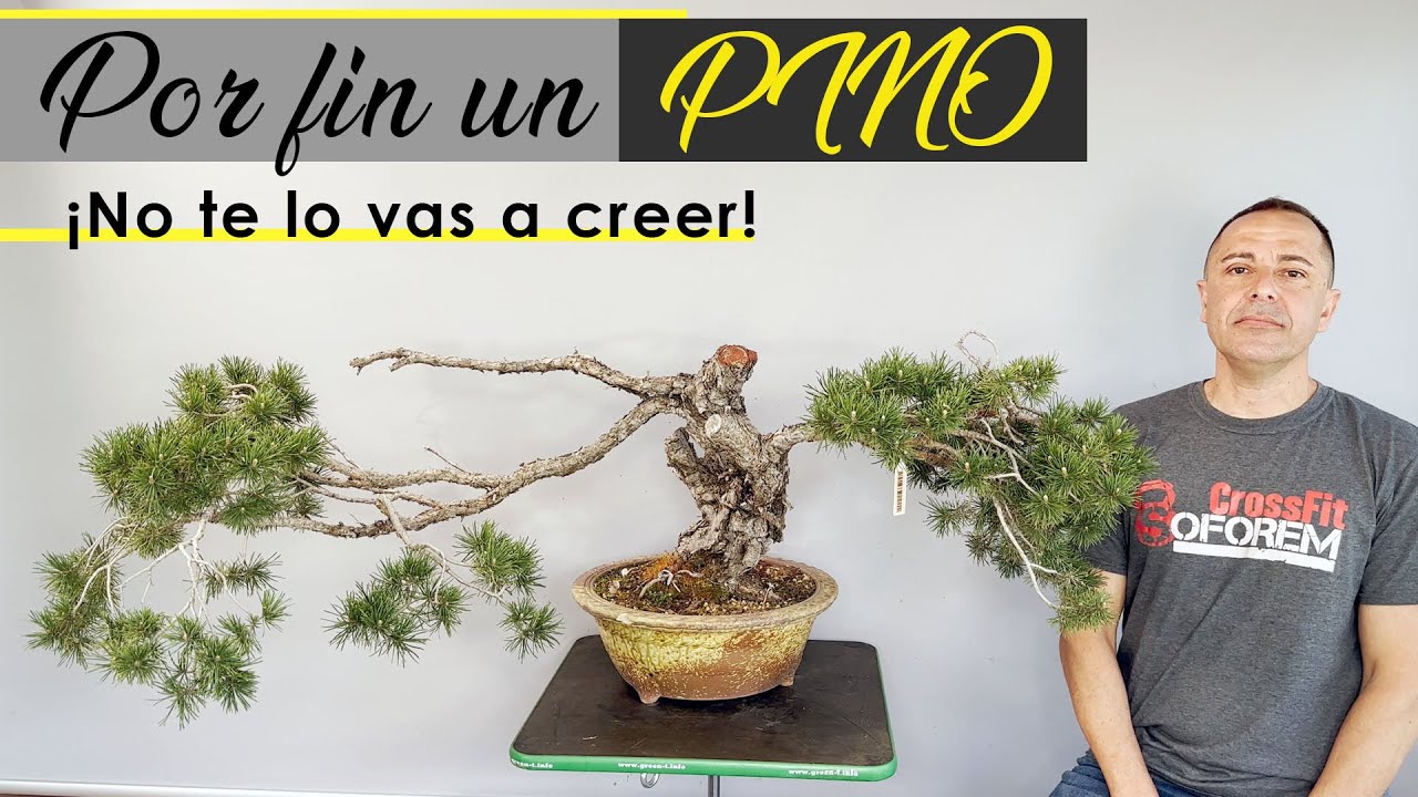 ¡Por fin un pino!! ¡No te lo vas a creer!