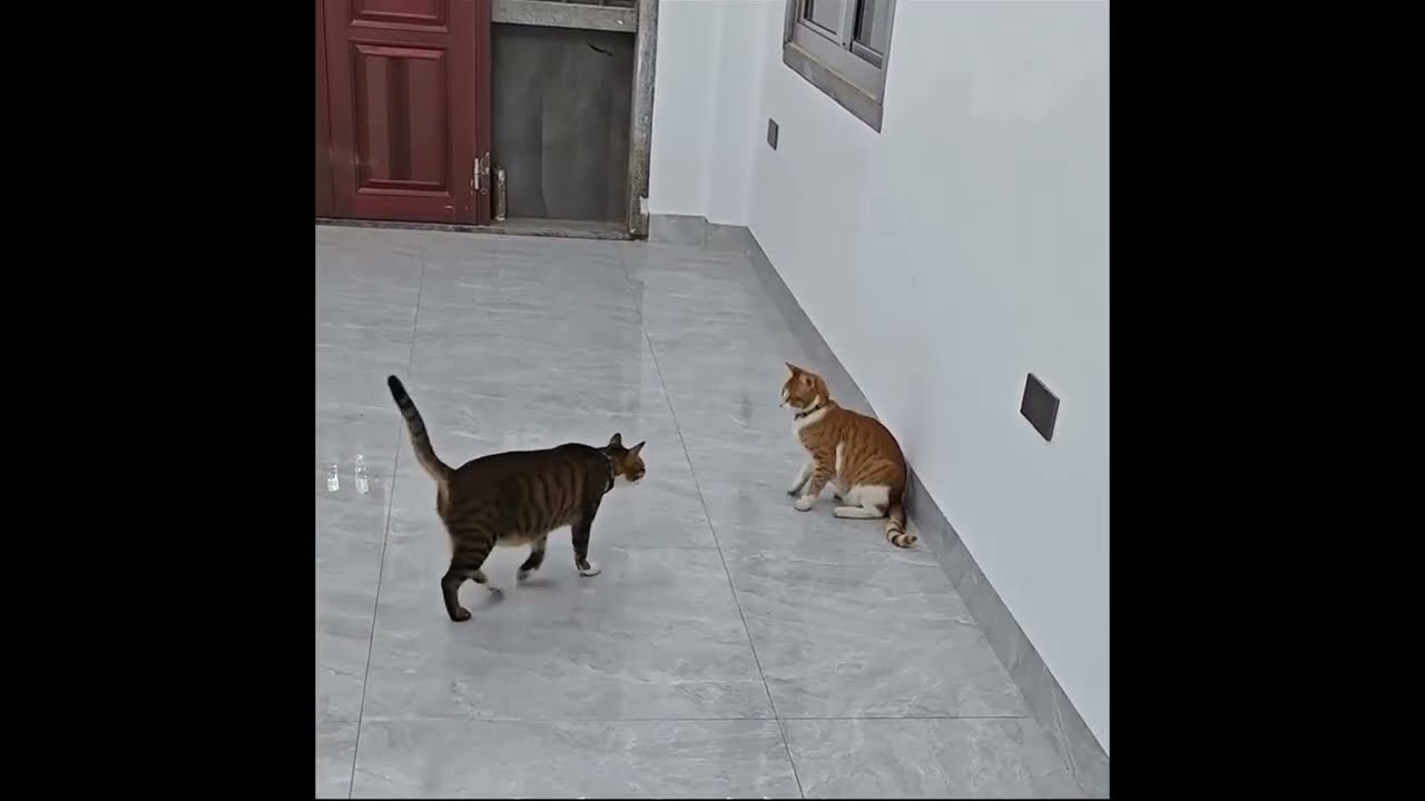 Les vid&eacute;os d&rsquo;animaux les plus dr&ocirc;les de tous les temps