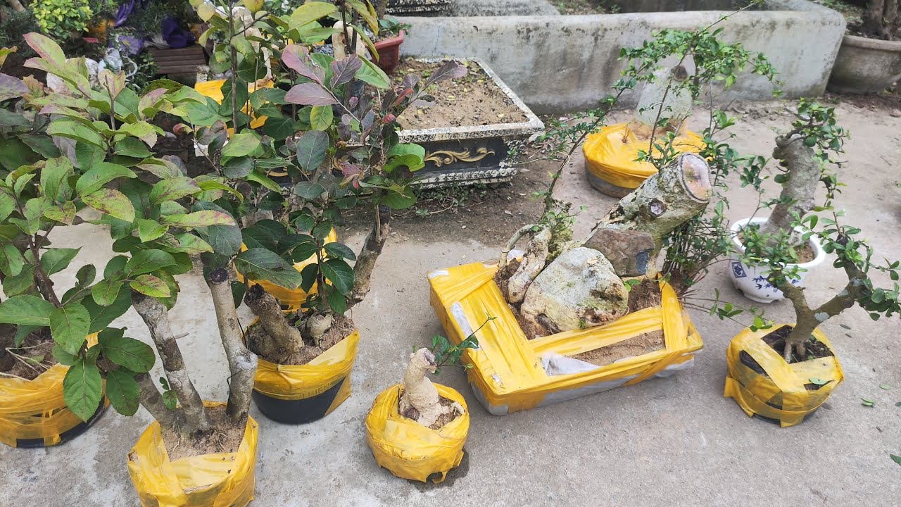 Sáng 15.2 .0359540980 gl cây cảnh các loại giá rẻ bao síp toàn quốc 