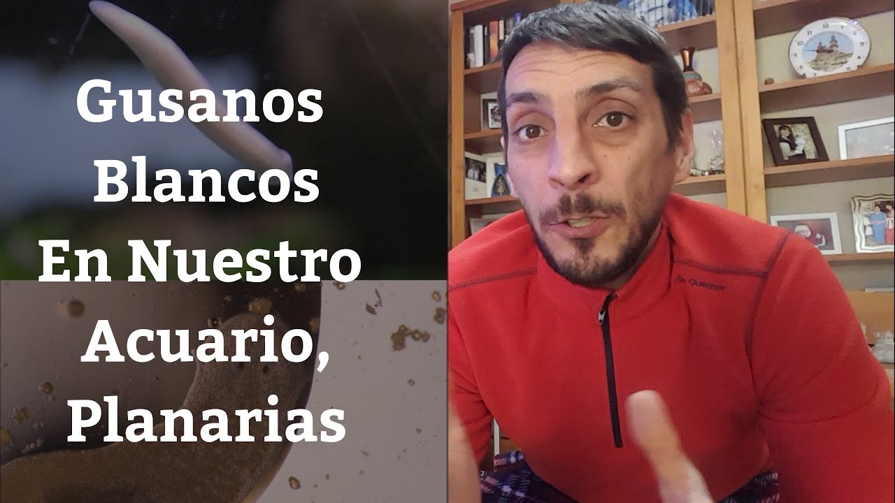 🔵 Gusanos Blancos En El Acuario,Planarias,Que Son Y Como Eliminarlas (Acuarios MB)