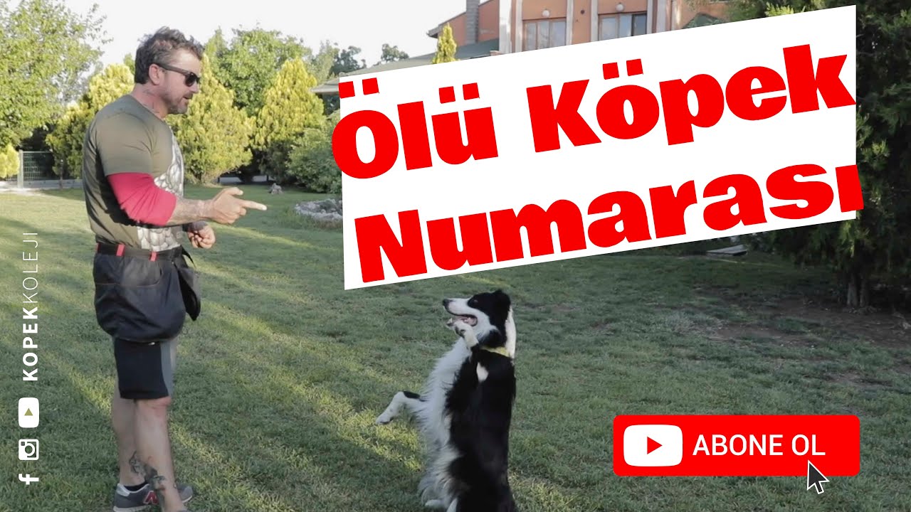 Ölü Köpek Taklidi