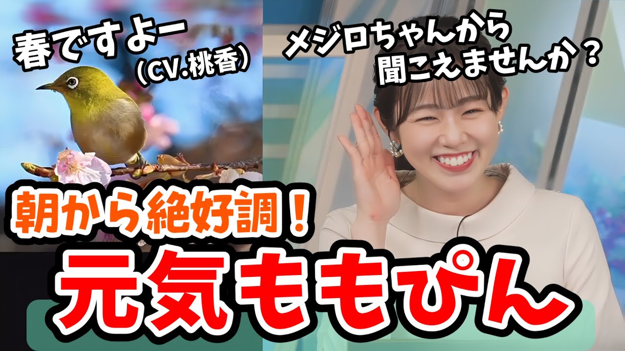 【青原桃香】朝5時から絶好調で元気なモーニング桃ちゃん【ウェザーニュース切り抜き】