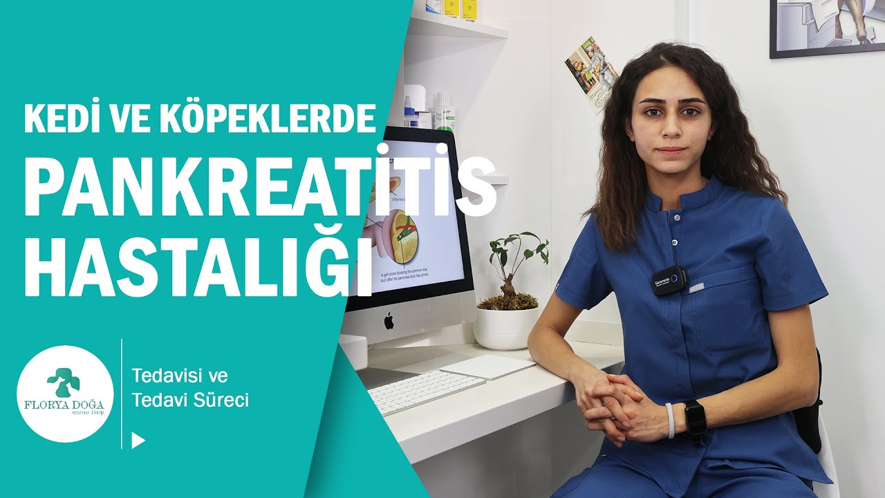İŞTAH KAYBI, KUSMA, İSHAL - Kedi ve Köpeklerde Pankreatitis Hastalığı