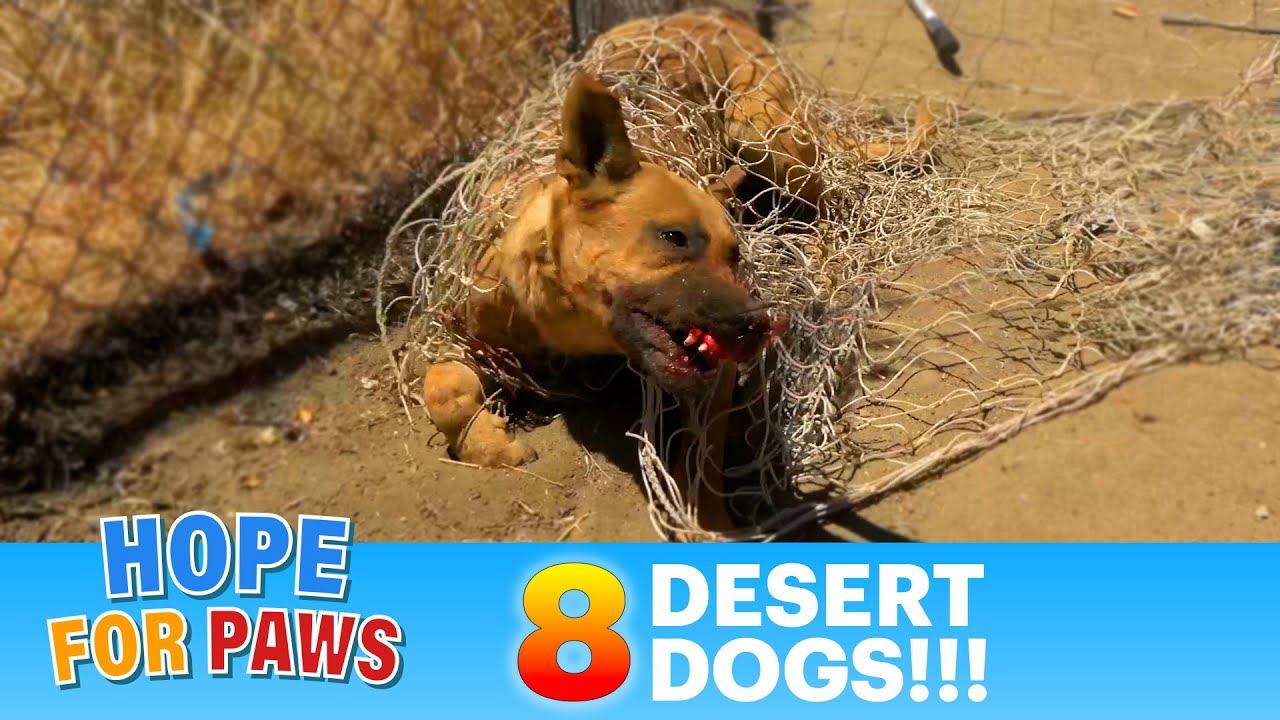 EIGHT desert dogs + police were called on us = it was intense! 8 !🥵 
