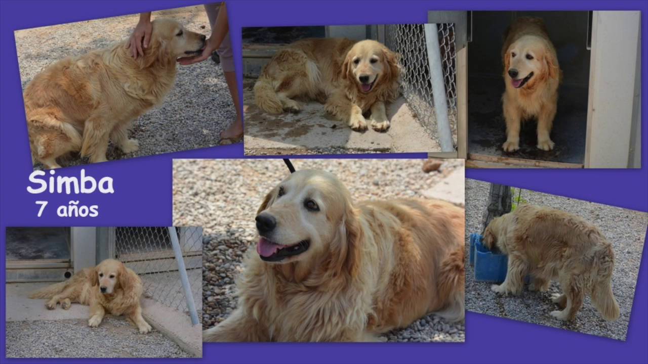Adopci&oacute;n urgente