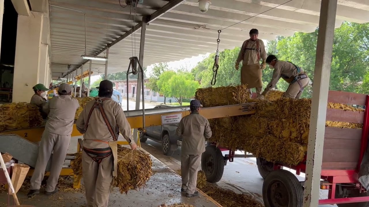 Año atípico en el flujo de tabaco salteño