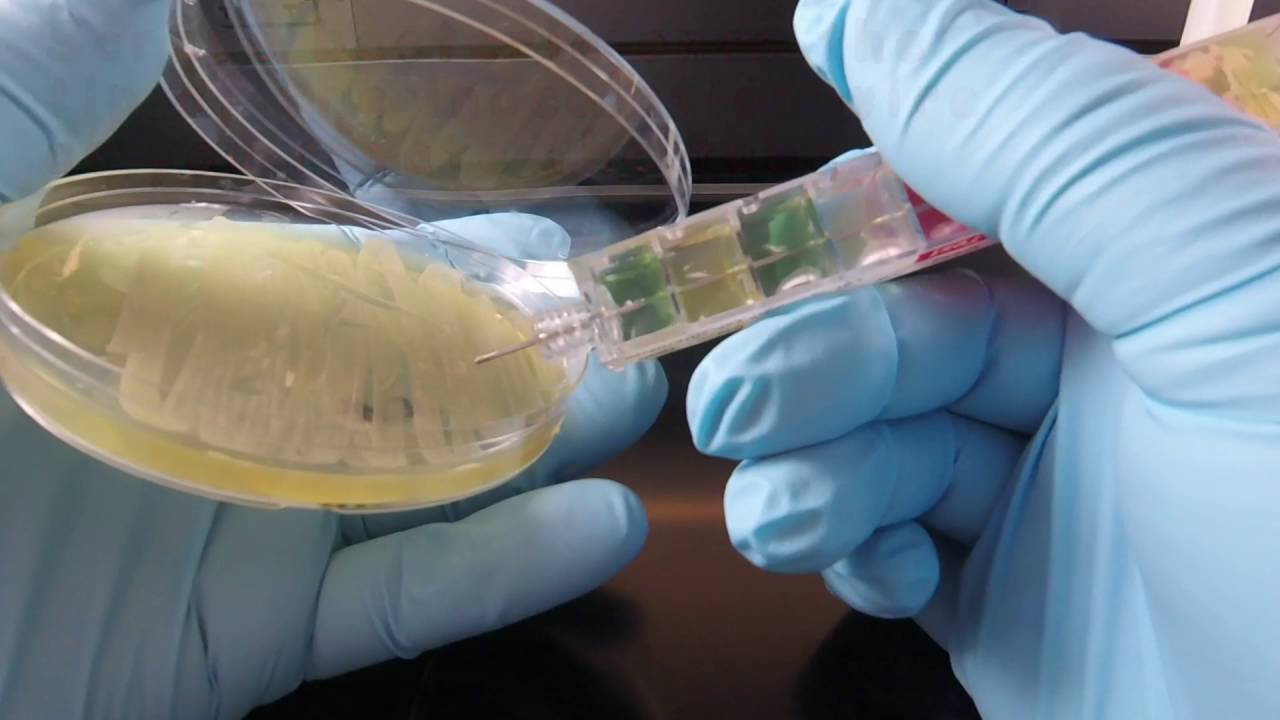 How to Inoculate an EnteroPluri-Test