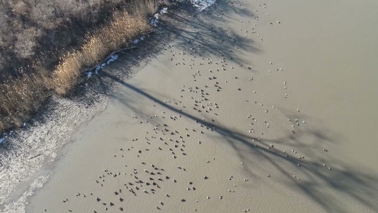 Canadian Geese at Snyders Bend IA