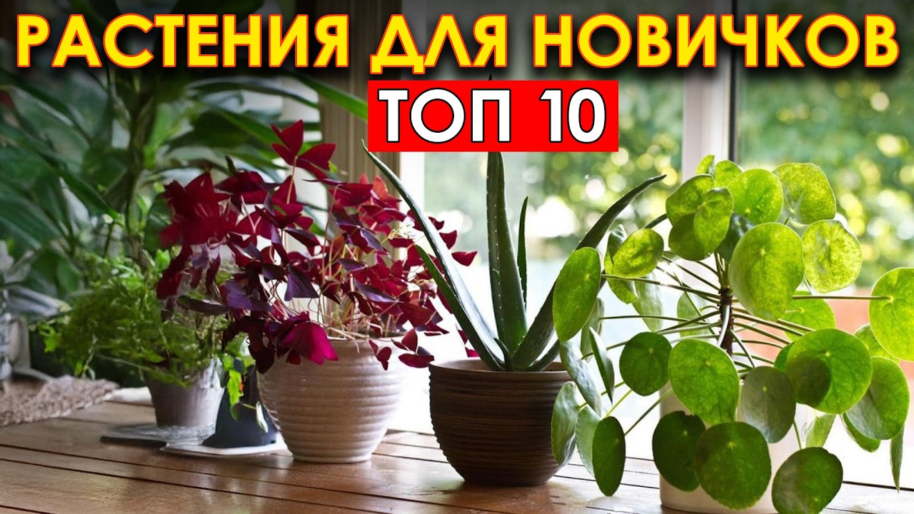 ЛУЧШИЕ цветы для твоего дома! С КАКОГО растения НАЧАТЬ свой зеленый путь?