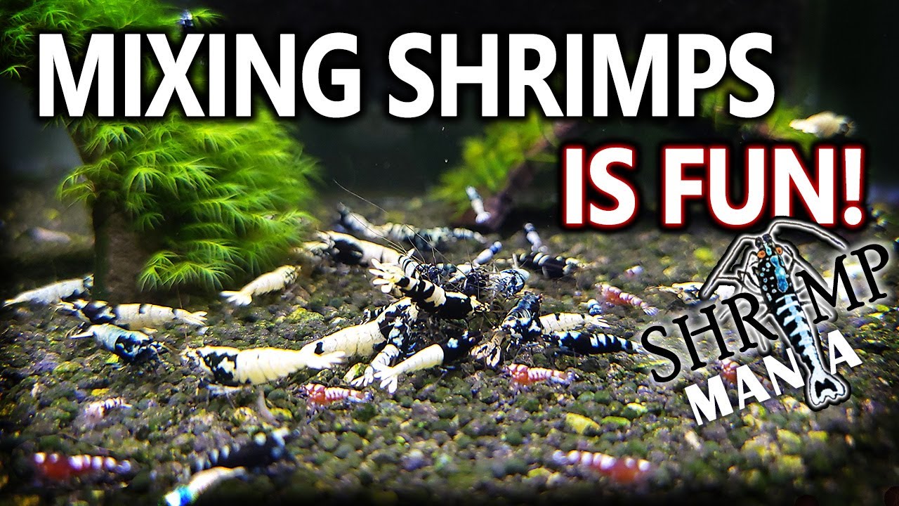 Mixing Caridina Shrimp is FUN!