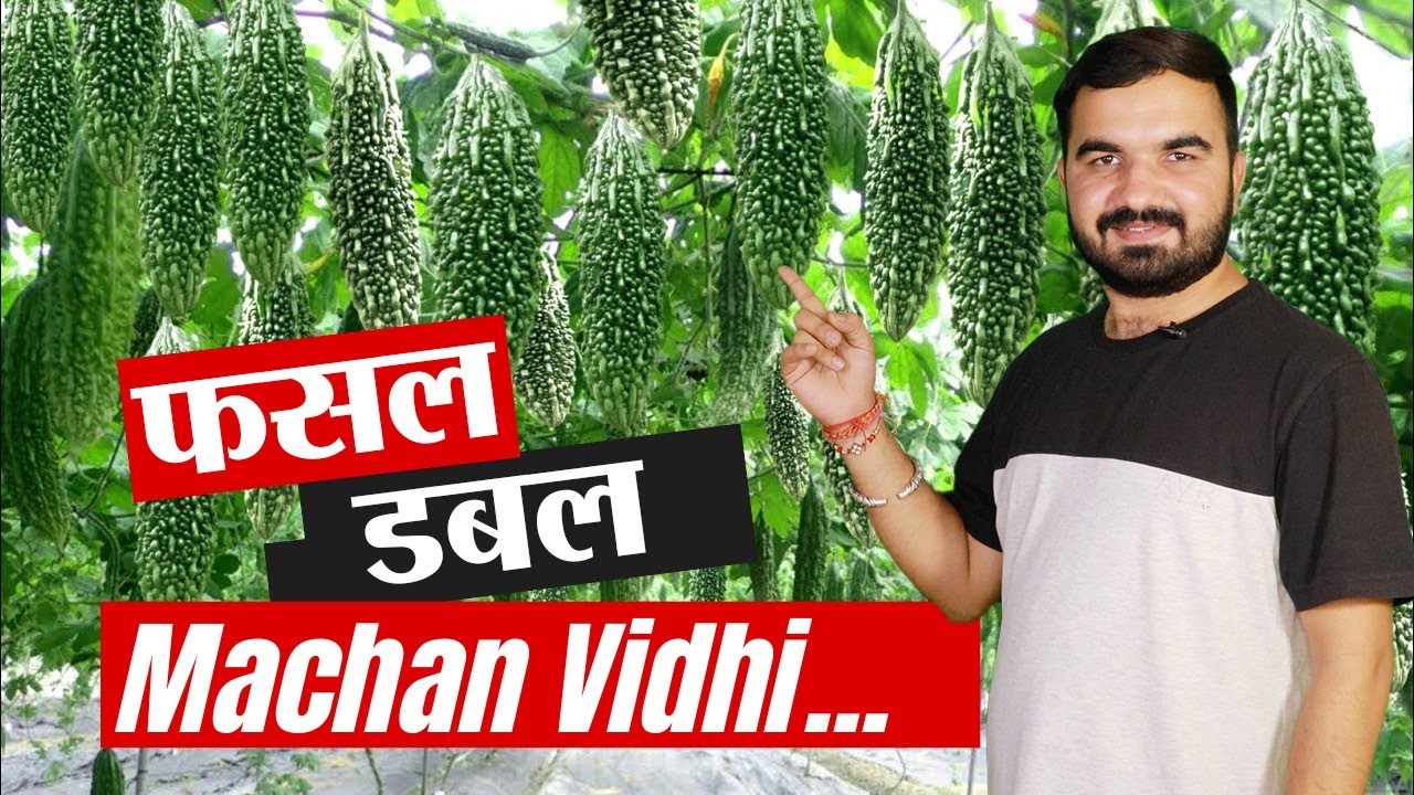 ऐसे दोगुनी होगी सब्ज़ी वाली फ़सलें | bamboo loft for vegetable farming | machan vidhi se kheti