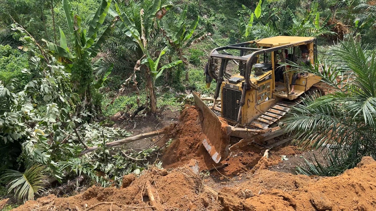At the Palm Oil Plantation, a D6R XL Bulldozer Builds a Road for Access