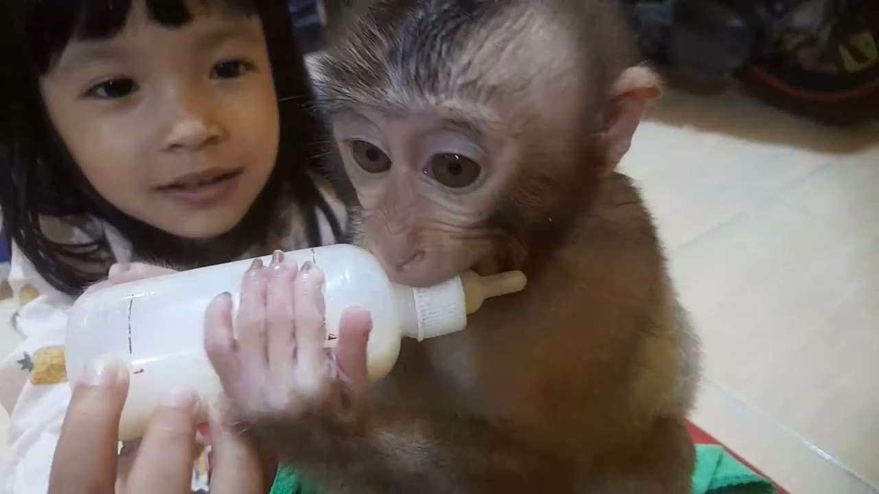 Anak monkey caca lapar habis mandi minum susu hangat