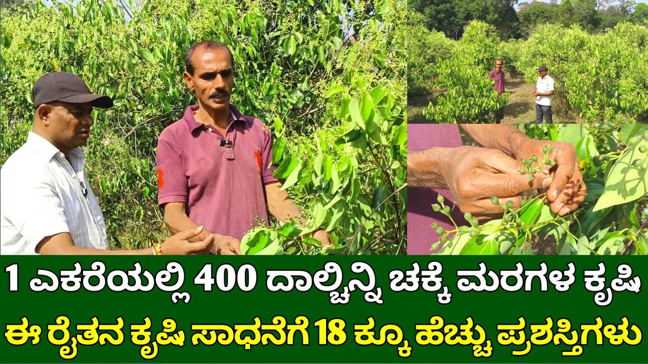 1 ಎಕರೆಯಲ್ಲಿ 400 ದಾಲ್ಚಿನ್ನಿ ಚಕ್ಕೆ ಮರಗಳು | ಕಡಿಮೆ ಖರ್ಚಿನ ದಾಲ್ಚಿನ್ನಿ ಕೃಷಿ | cinnamon farming in kannada