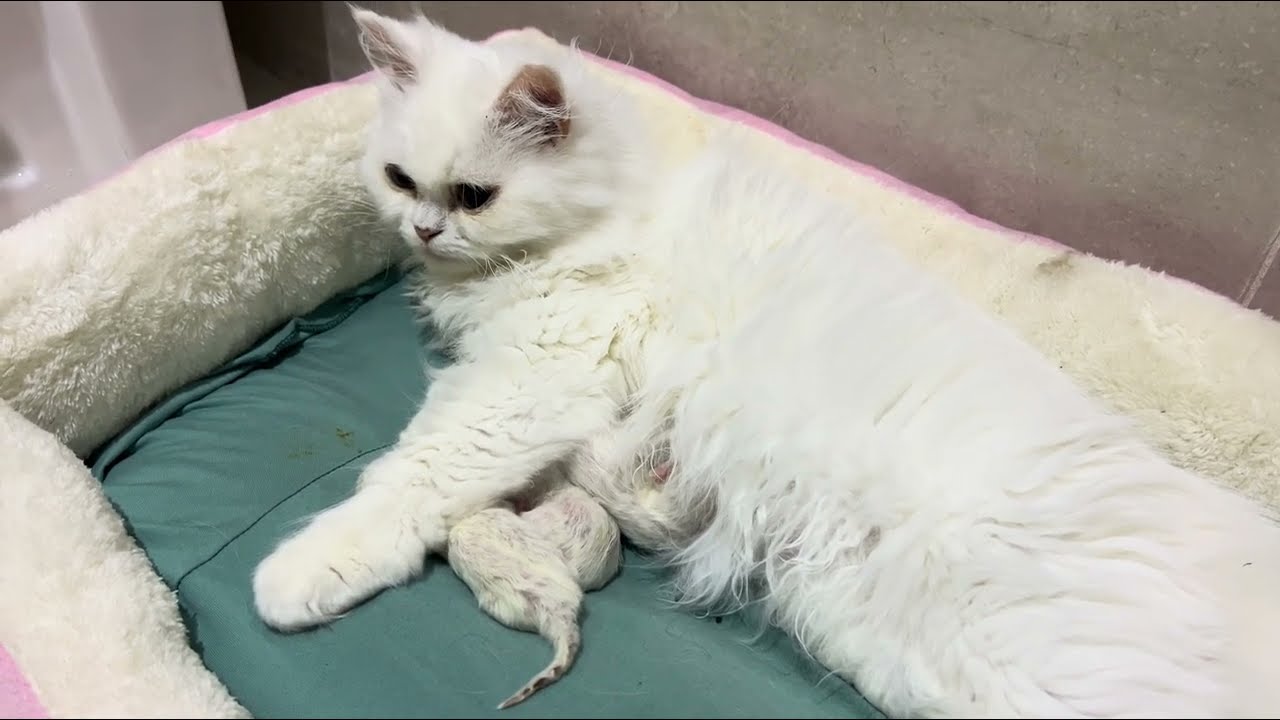 Cute Cat And Kitten Playing