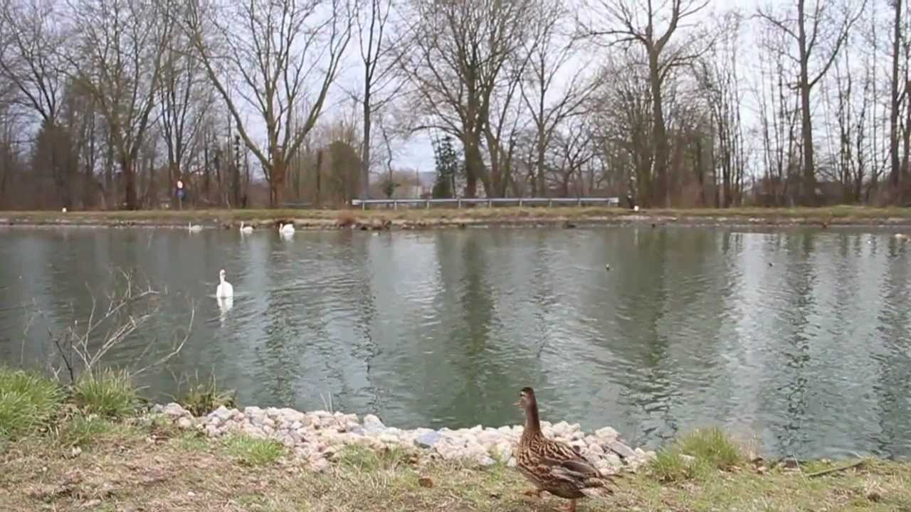 Vrijlating Watervogels