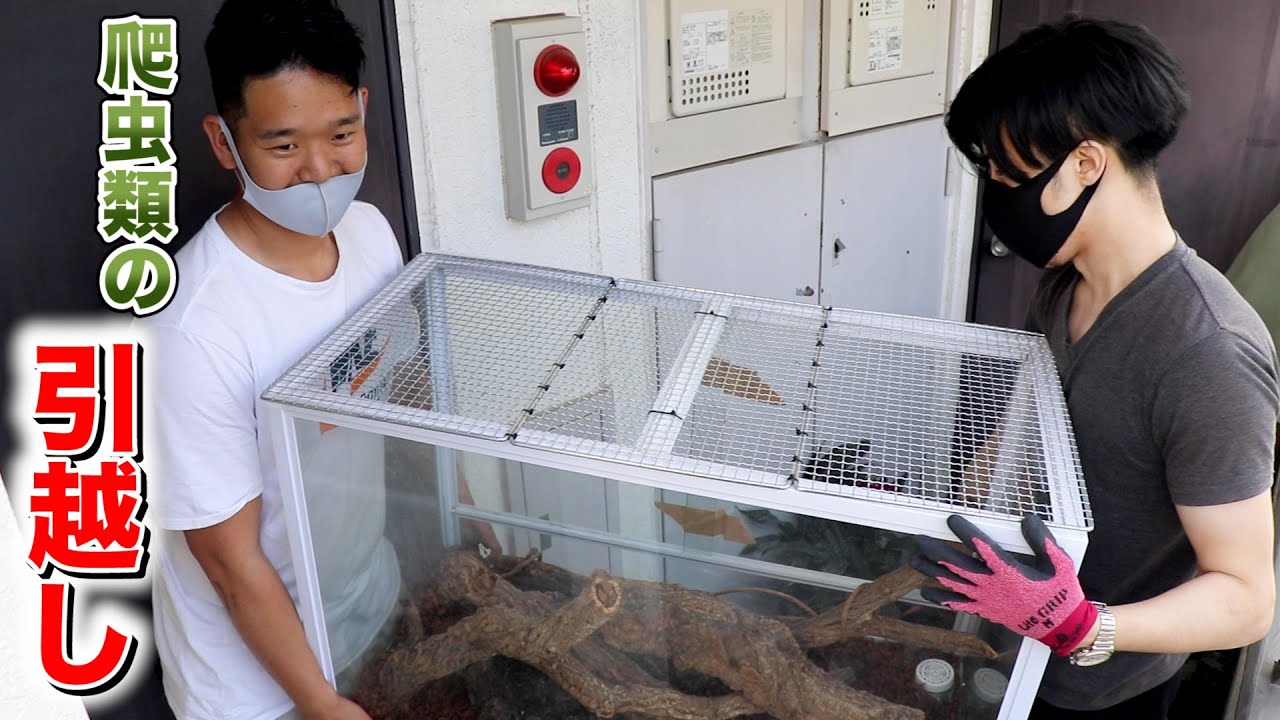 カメレオン、トカゲ、レオパ…爬虫類飼育者の引越し方法！