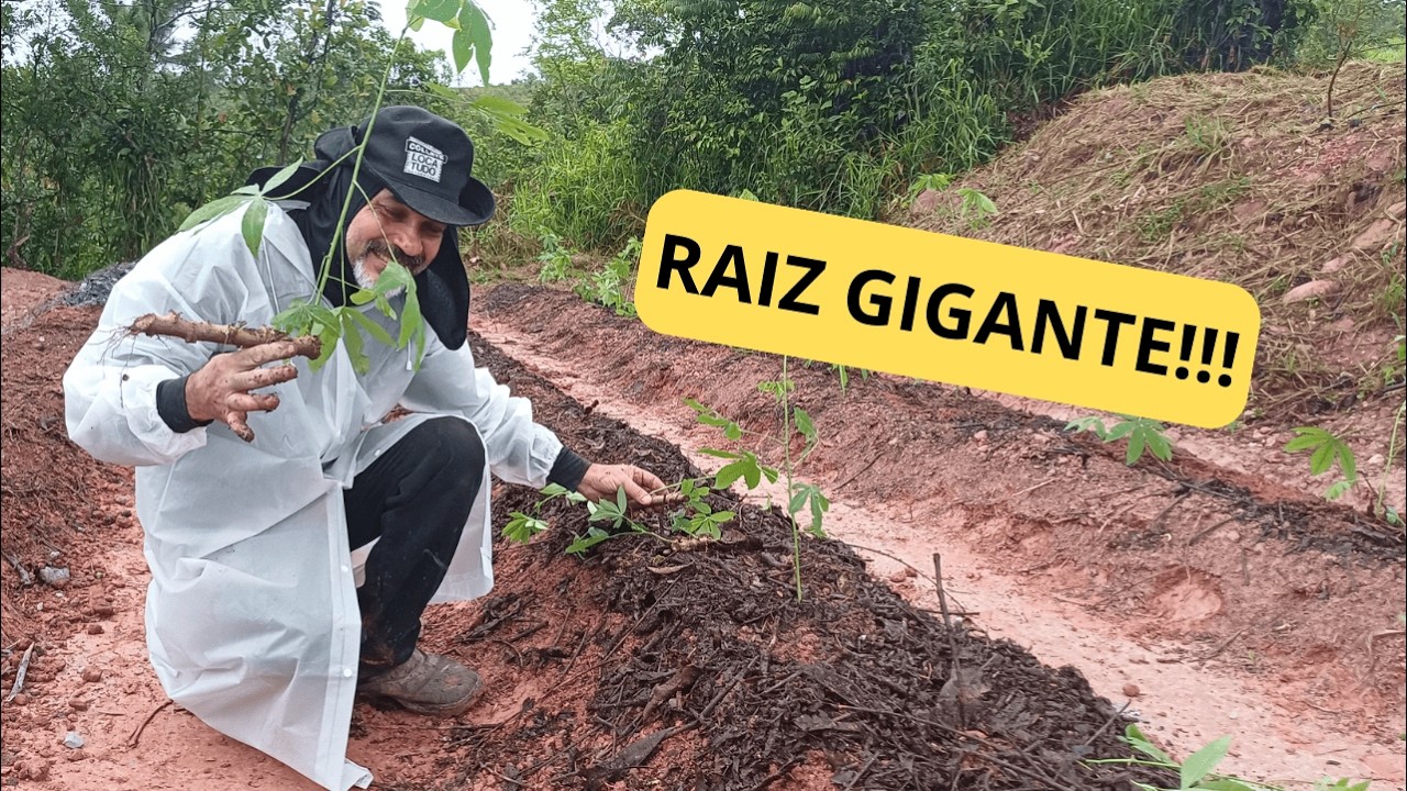 Como Plantar Mandioca (Passo a Passo de Quem Está Aprendendo na Roça)