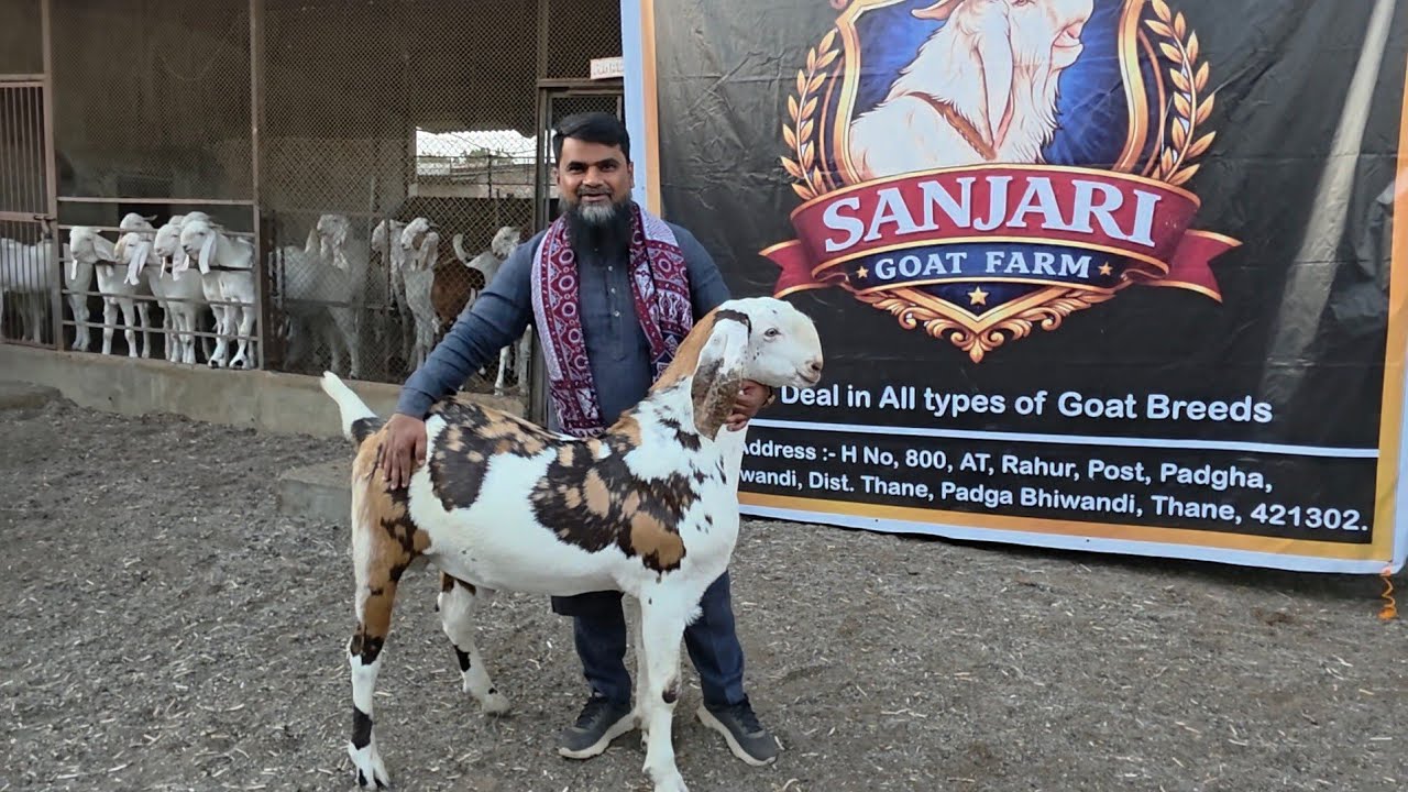 Super Quality Bakre Sojat Collection At Sanjari Goat Farm | MM Group. 