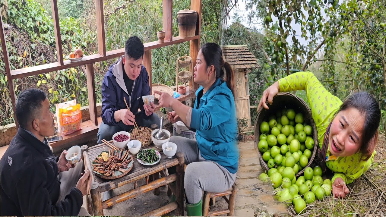 Harvesting Sweet Apples in the Garden: It Seems the Young Man Has Feelings for Phuc Ha