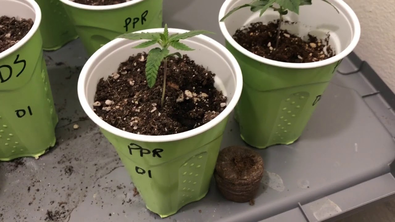 mjgeeks Hemp Home Grow - Week 2 - Day 9