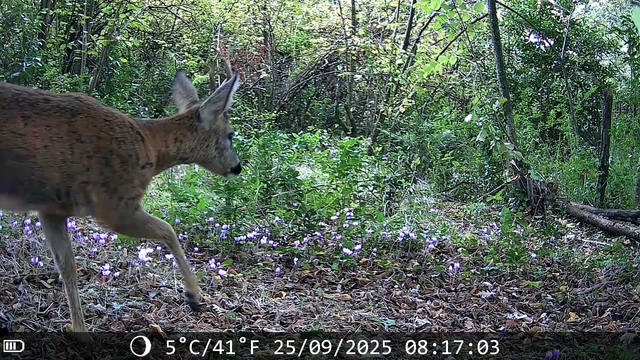 Dans la Foret - Episode 2