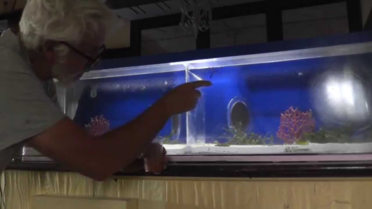 Feeding- baby seahorses