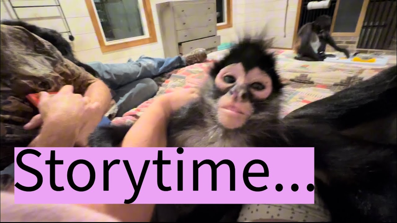 Fun storytime with the monkeys🩵 #monkeys #animals #funny