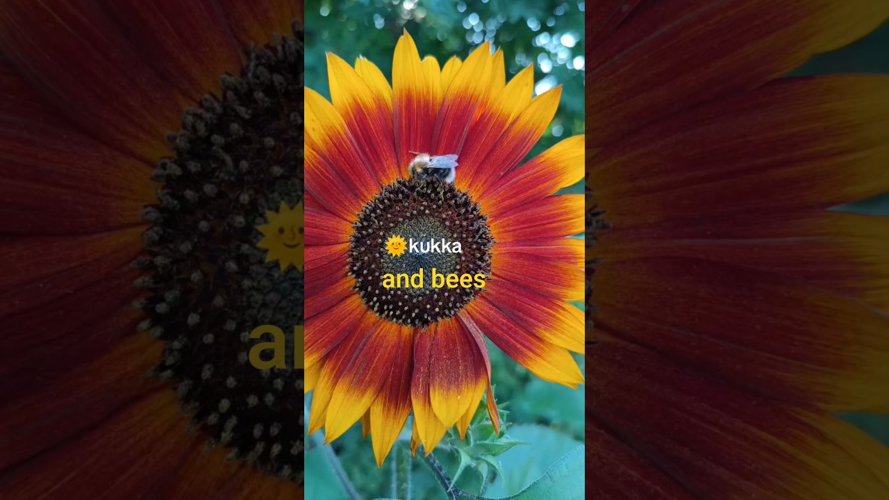 🥰 Auringonkukka joka tekee 8🌞 kukkaa samaan varteen. 