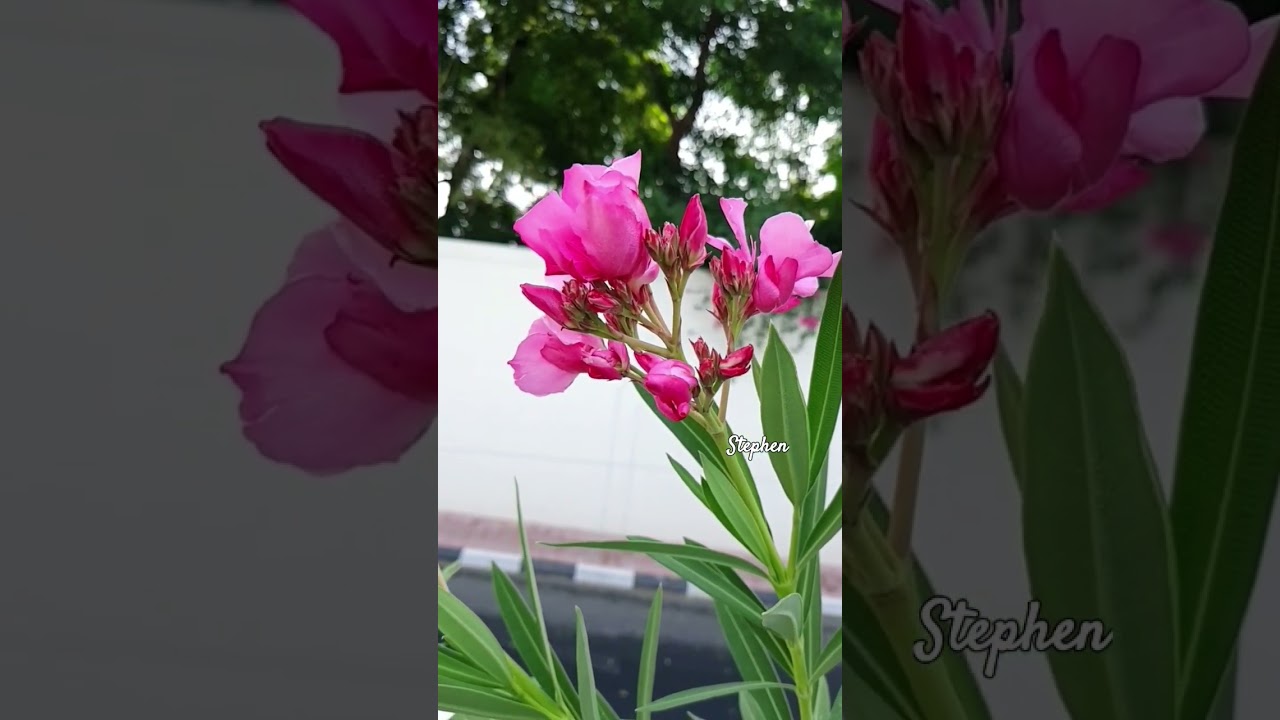 #slomo #flowers #nature