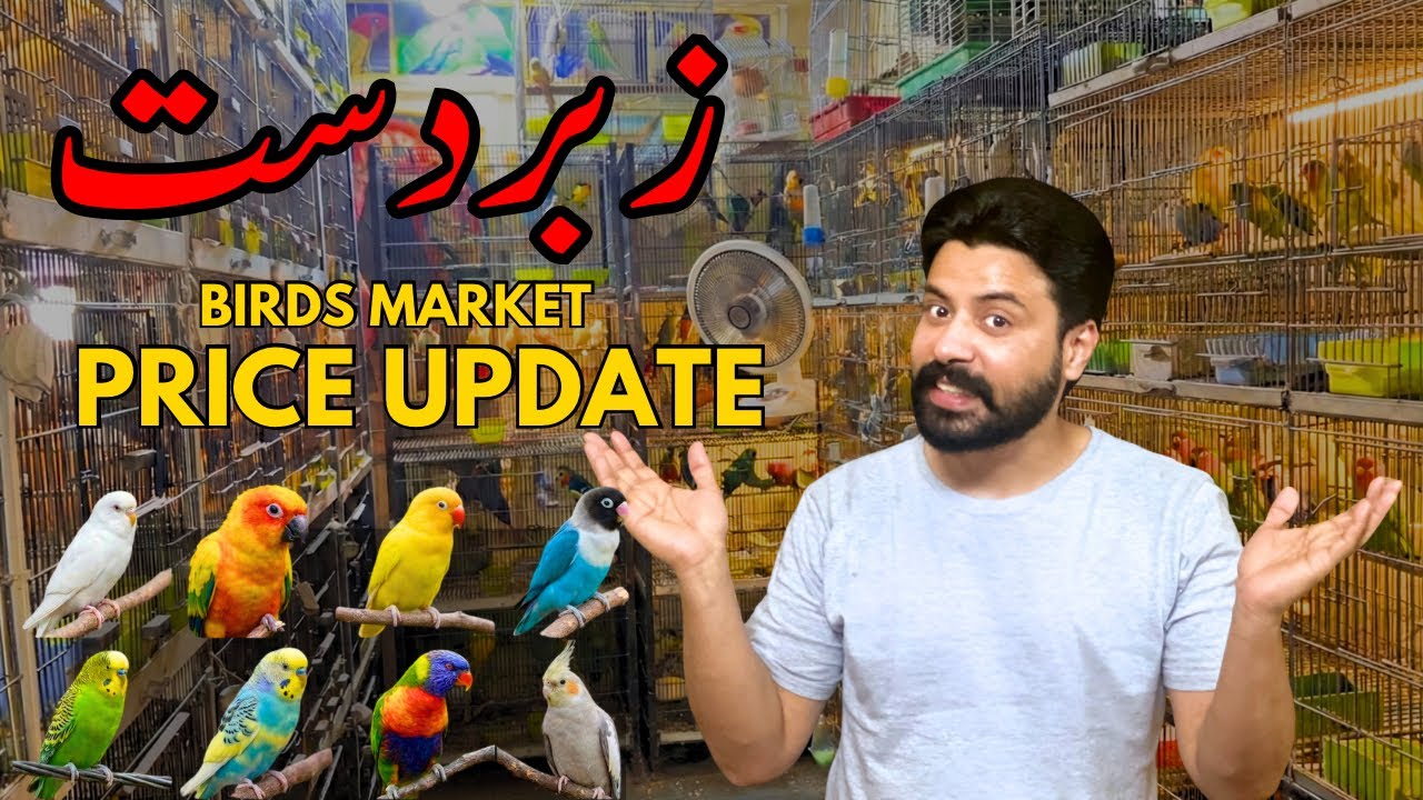 Birds Market Latest Price Update and bird business at Home Idea 🦜 || #birdsmarket #birdsbusiness 