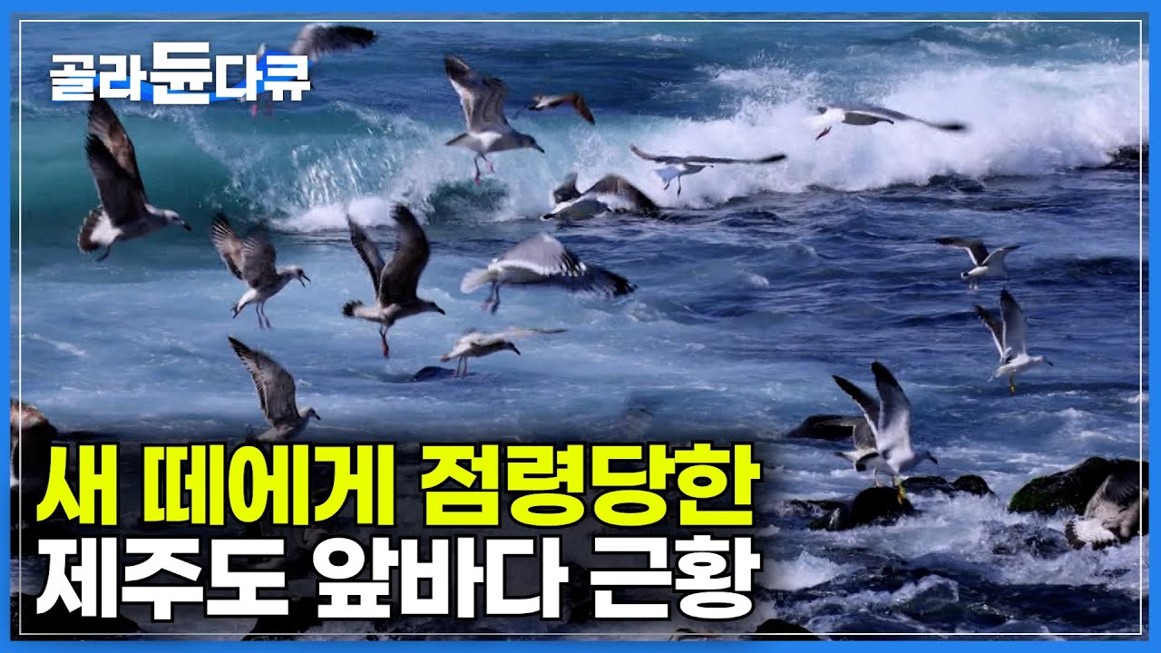 괭이 갈매기부터 가마우지까지, 제주 앞바다가 새 떼에게 점령당한 이유｜인간이 만든 작은 변화가 자연 환경에 미치는 영향｜다큐프라임｜#골라듄다큐