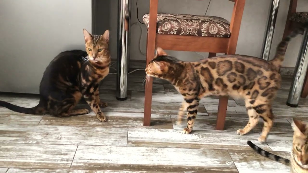Кот бенгальский и снег