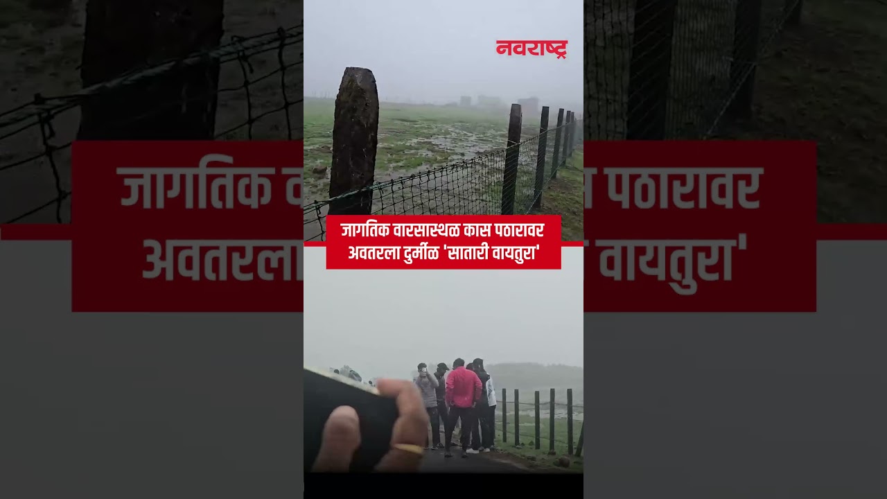 Satara : जागतिक वारसास्थळ कास पठारावर अवतरला दुर्मीळ 'सातारी वायतुरा' | Navarashtra