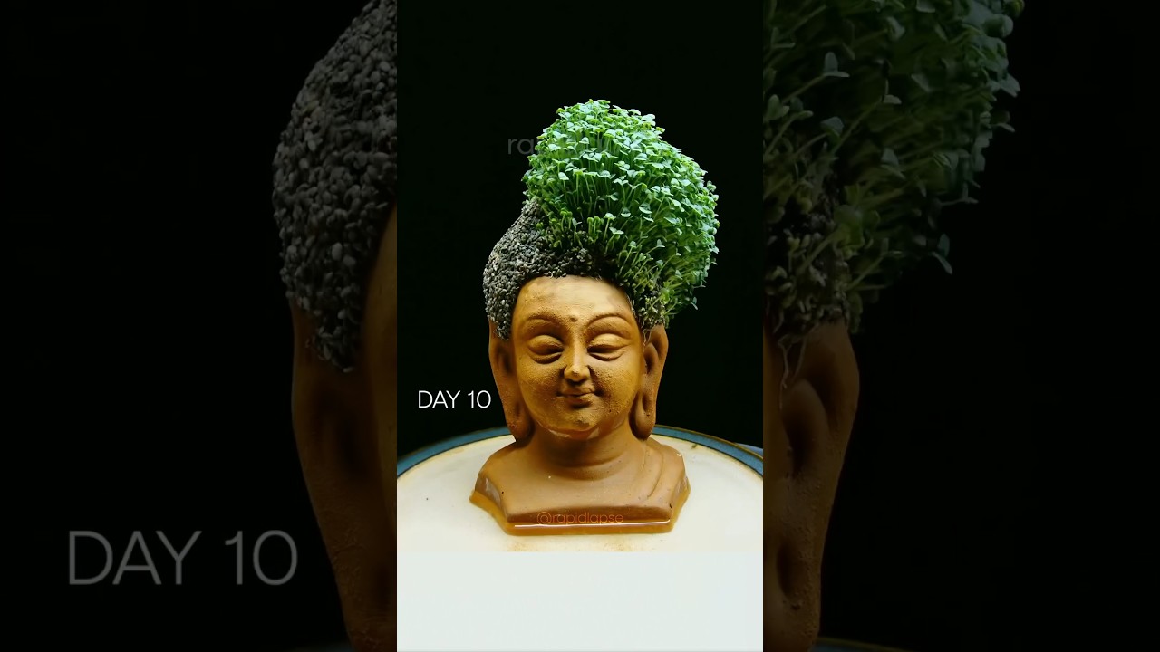 Growing Chia Seeds On Buddha #chiapet #timelapse
