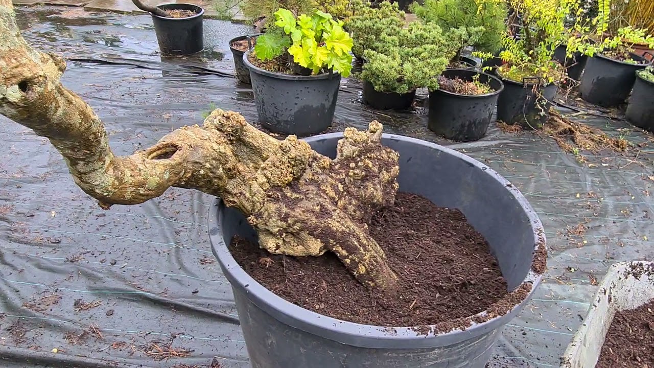 Bouturage d'une vieille branche de Glycine le 26 mars 2021.
