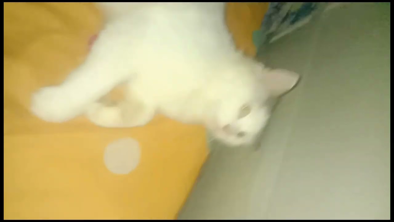 Laging syang Bisita sa aming bahay Anong Breed ito?