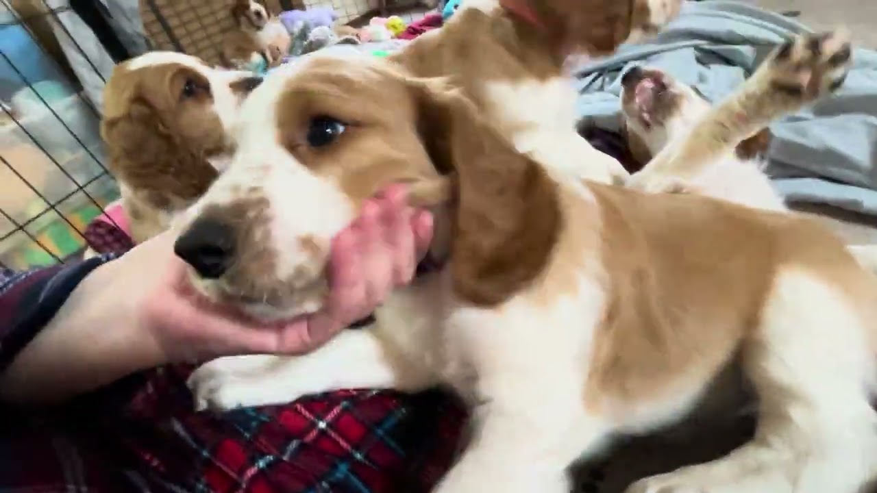 Late night fun #dogvideos #videos #puppyvideos #puppiesplaying #funnyvideos #cutepuppyvideos #cute 