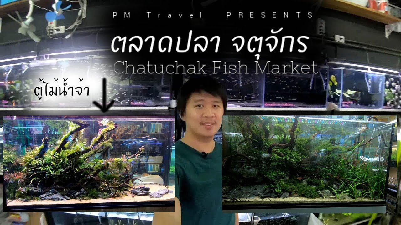 เดินดูตู้ไม้น้ำที่ ตลาดปลา จตุจักร | PM Travel