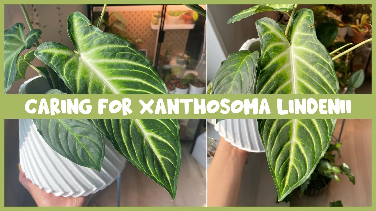 Caring for XANTHOSOMA LINDENII | Costa Farms Plant!