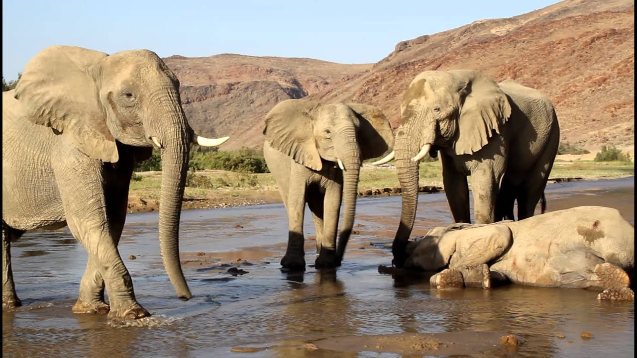 The Desert Elephant Trust, Elephants mourning!www.desertelephant.org.na