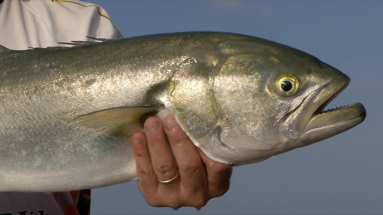 Rapture Lures - BLUEFISH TOUR - Puntata 1